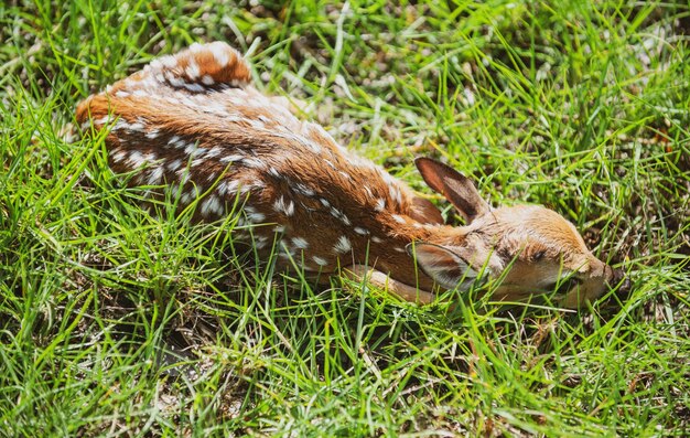 Natura Cervo Bambi Cerbiatto Capreolus giovane capriolo dalla coda bianca