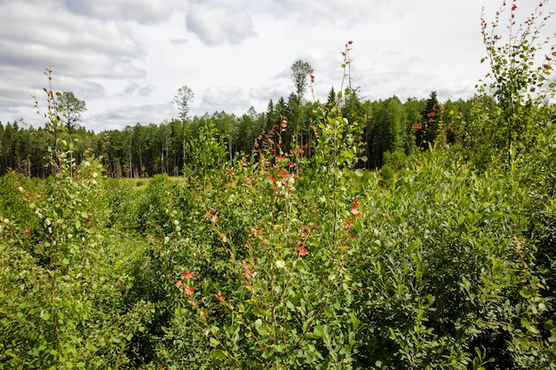 Natura con piante erba e alberi con tempo nuvoloso