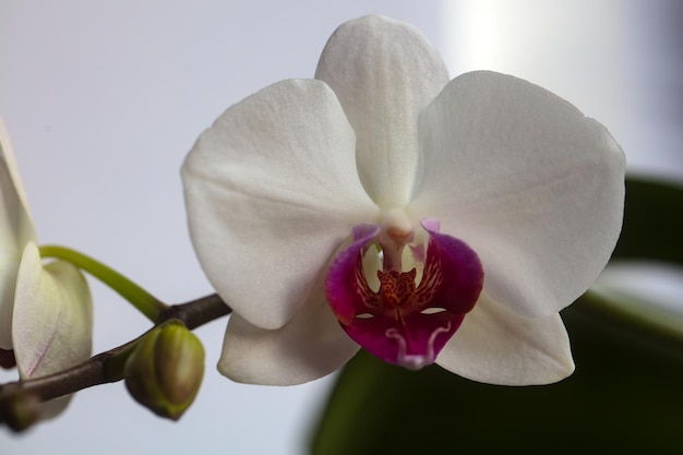 Natura cosmetici profumo pubblicità aroma concetto fiore di orchidea