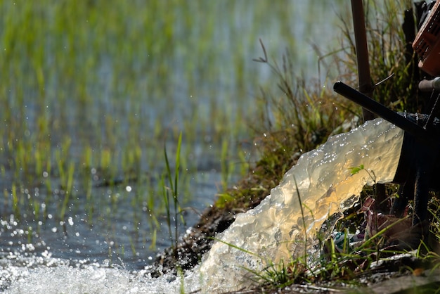 Natura d'irrigazione del campo di riso sulla risaia