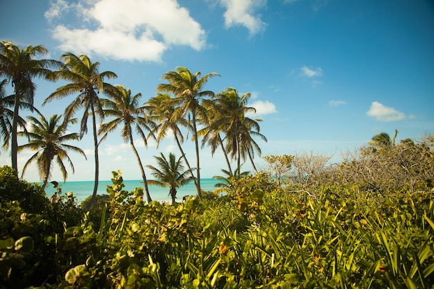 Natura degli alberi sull'isola di Kantoi