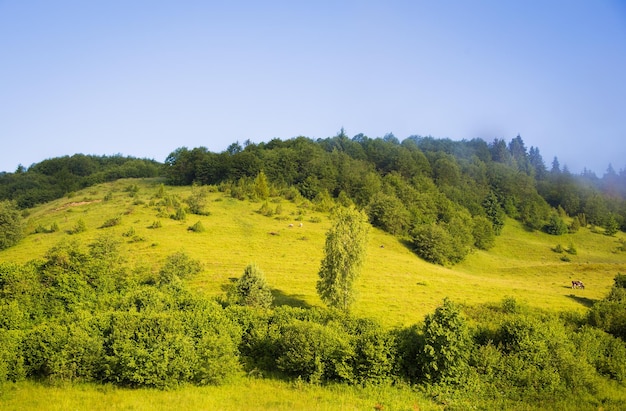 Natura dei Carpazi in estate