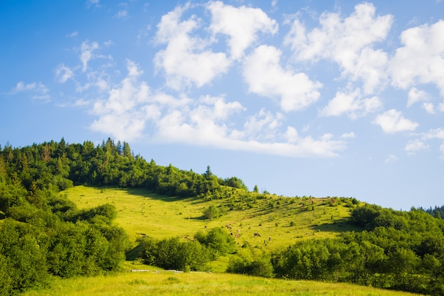 Natura dei Carpazi in estate