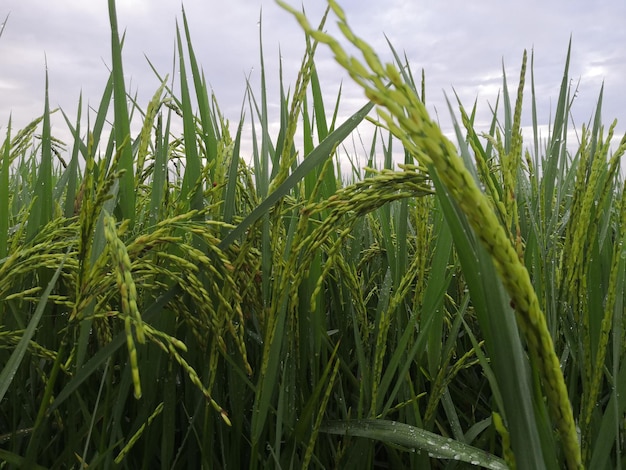 Natura del campo di riso sulla risaia