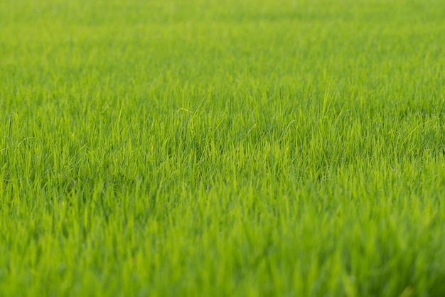 Natura del campo di riso sulla risaia