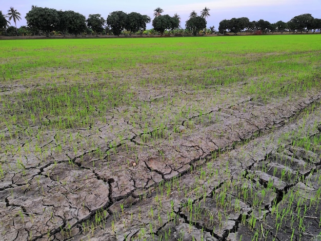 Natura del campo di riso sulla risaia