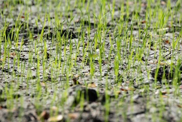 Natura del campo di riso sulla risaia