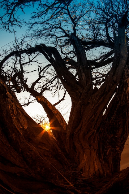 Natura del cespuglio dell'albero