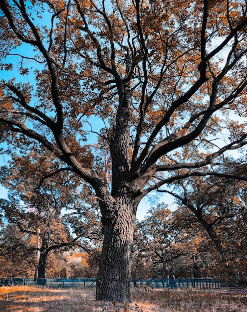 Natura del cespuglio dell'albero