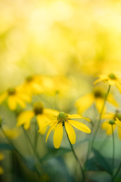 Natura del fiore che utilizza come sfondo della pagina di copertina della primavera estate
