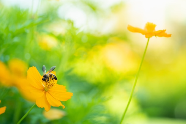 Natura del fiore e dell'ape in giardino usando come copertina naturale di sfondo