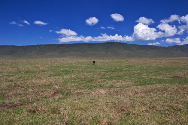 Natura del Kenya e della Tanzania Africa