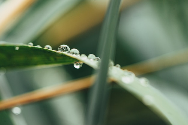 Natura del mattino con una bella goccia.