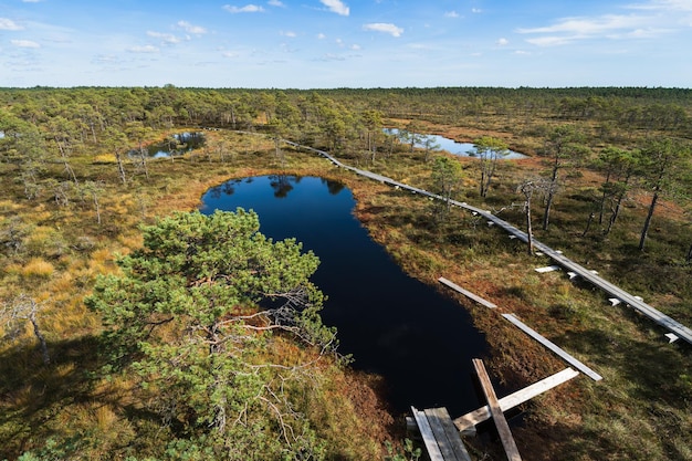 Natura dell'Estonia Palude di Seli in una giornata autunnale Foto di alta qualità