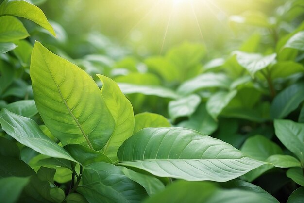 Natura della foglia verde in giardino in estate Piante con foglie verdi naturali che usano come sfondo primaverile pagina di copertina ambiente ecologia o carta da parati verde