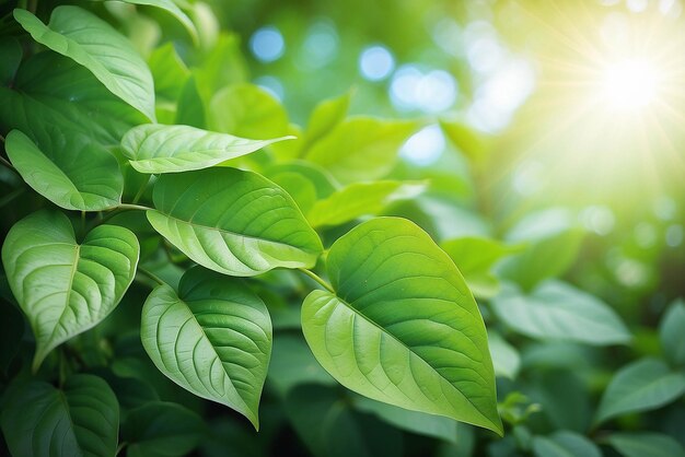Natura della foglia verde in giardino in estate Piante con foglie verdi naturali che usano come sfondo primaverile pagina di copertina verde ambiente ecologia carta da parati