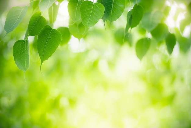 Natura della foglia verde in giardino in estate. Piante di foglie verdi naturali che utilizzano come sfondo primaverile pagina di copertina verde ambiente ecologia carta da parati