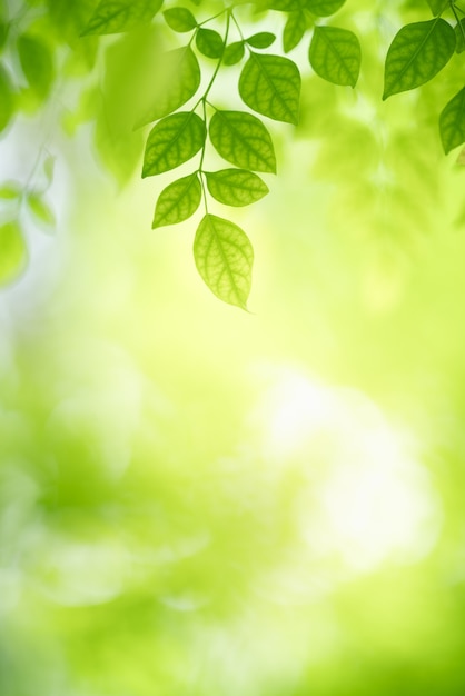 Natura della foglia verde in giardino in estate. Piante di foglie verdi naturali che utilizzano come sfondo primaverile pagina di copertina verde ambiente ecologia carta da parati