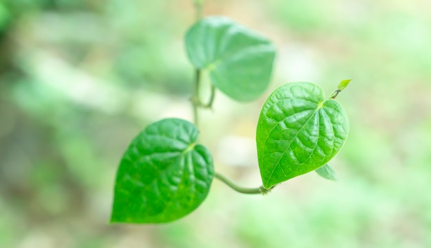 Natura della molla di forma del cuore delle foglie verdi