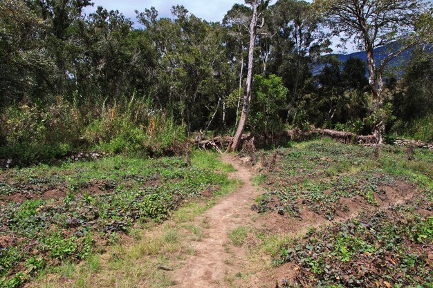 Natura della valle di Wamena, Papua, Indonesia