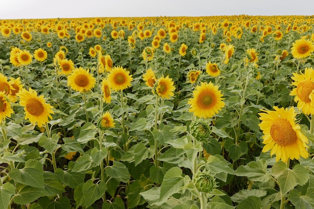 Natura di fioritura del girasole Stagione del raccolto del campo agricolo