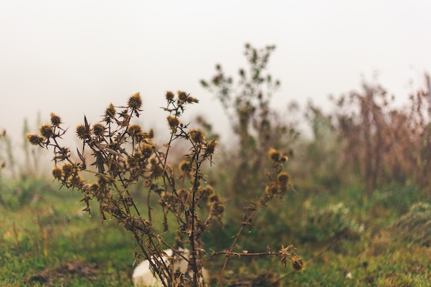 Natura di montagne e nebbia fitta