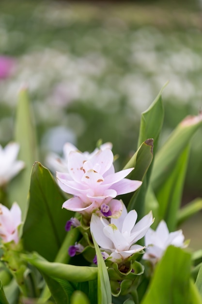 Natura di sessilis della curcuma in Tailandia.