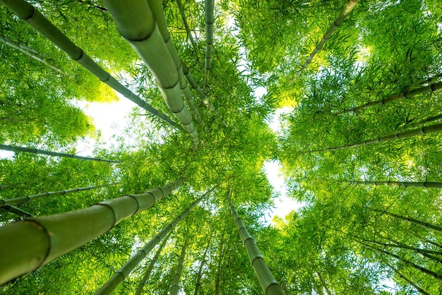 Natura di sfondo di bambù