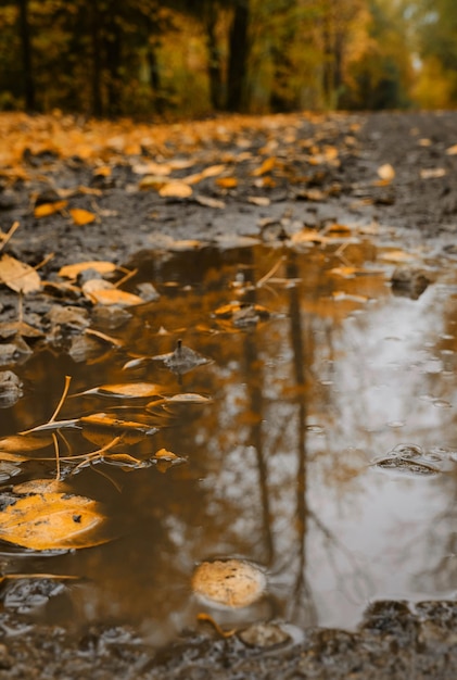 Natura dopo la pioggia Strada fangosa della foresta autunnale con pozzanghera e foglie gialle cadute da vicino