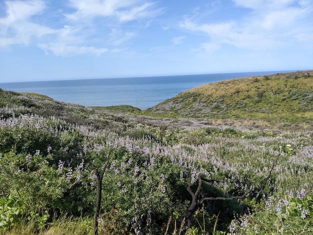 Natura e fiori selvatici a Point Reyes National Seashore California