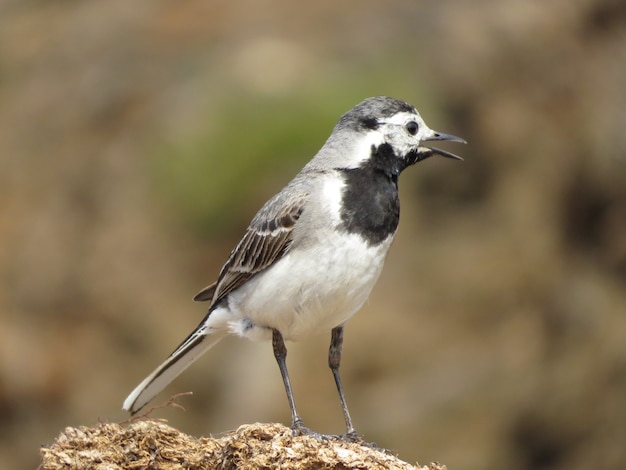 Natura e uccelli incredibilmente belli