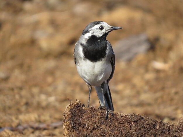 Natura e uccelli straordinariamente belli