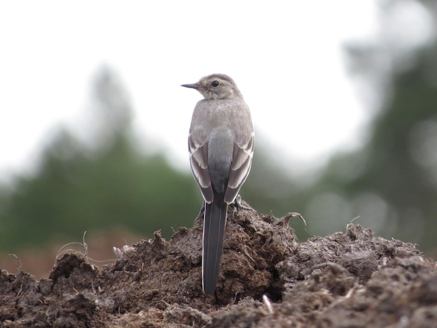 Natura e uccelli