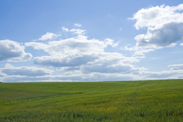 Natura. Erba verde e cielo azzurro