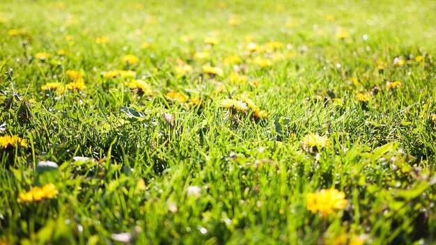 Natura estiva con erba verde sfocata e denti di leone