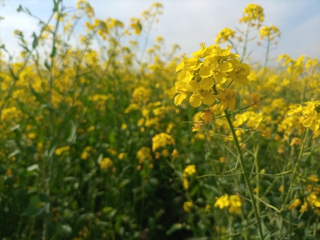 natura fiore giallo agriculter paesaggio piante foglie