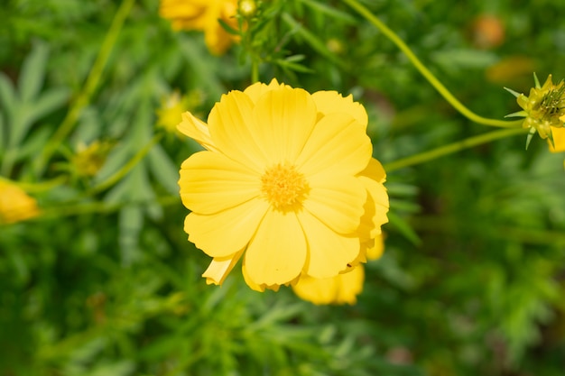 Natura, Fiore, Sfondo