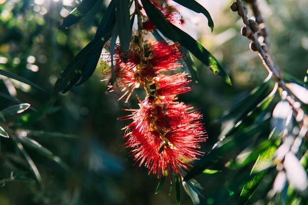 Natura: fiori rossi selvaggi