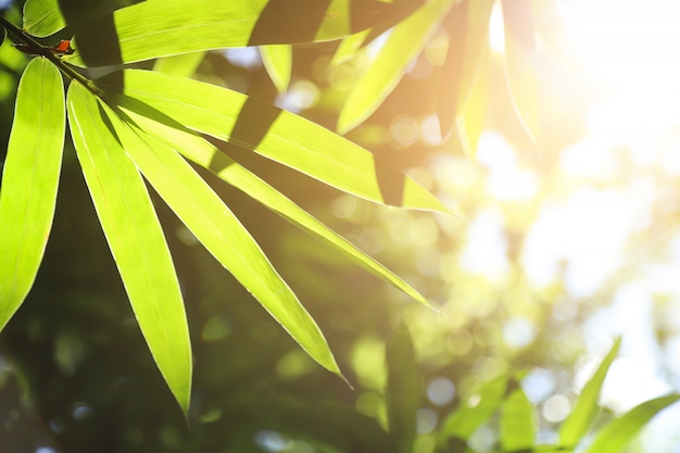 natura foglia di bambù sullo sfondo