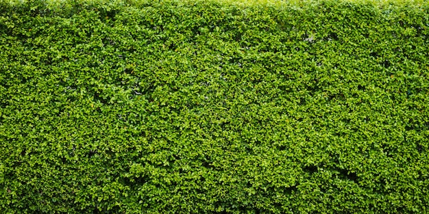 Natura foglia verde foglia e testurizzati, Foglie muro per il panorama di sfondo