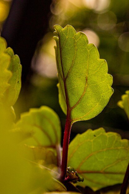 Natura foglia verde giornata mondiale della terra primo piano texture