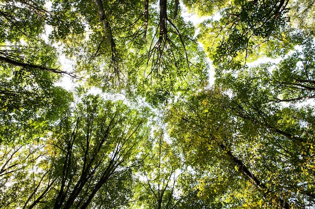 Natura. Foresta verde. Albero con foglie verdi luce del sole.