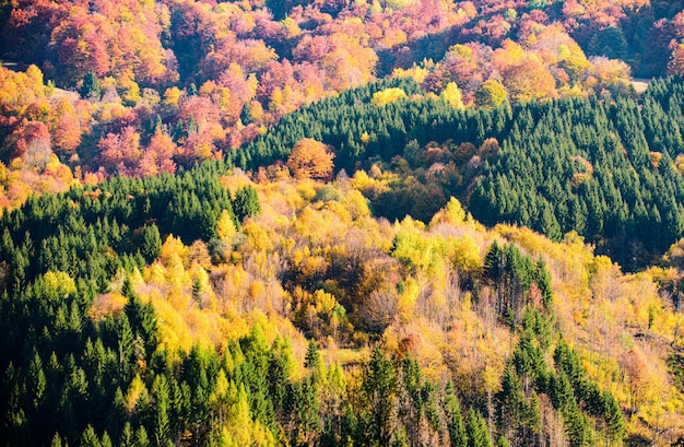 Natura forestale autunnale paesaggio colorato di fogliame delle montagne durante l'autunno