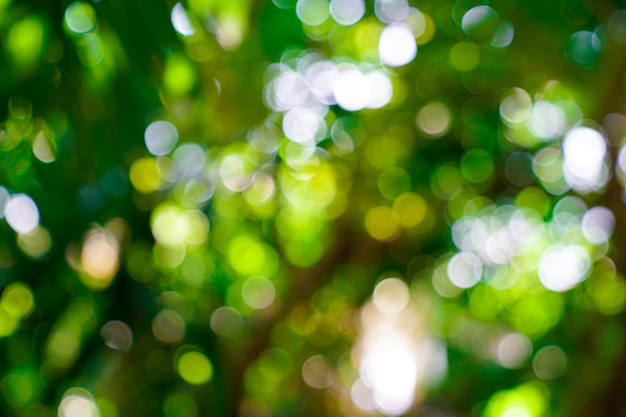 Natura fresca verde sfocato e sfondo bokeh di fondo