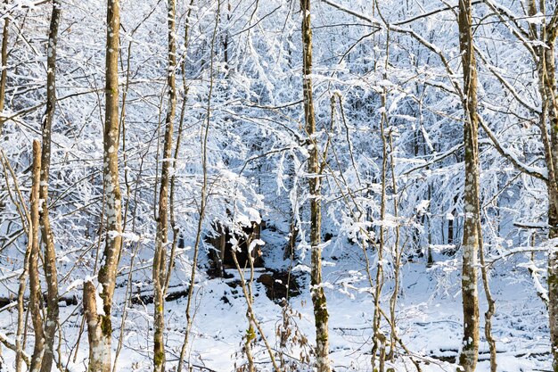 Natura gelida. Foresta di neve. Paesaggio invernale. Alberi in gelo