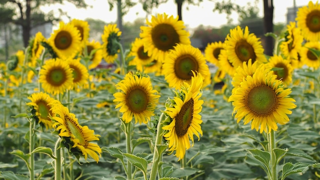 Natura Girasole in giardino