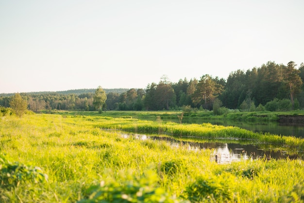 Natura in estate fiume e alberi nel campo