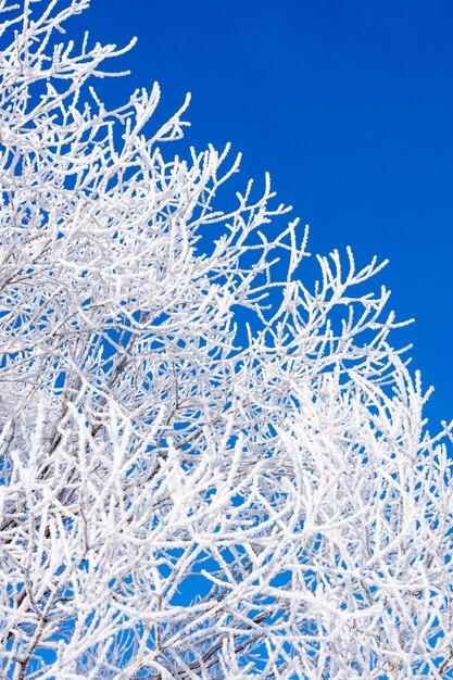 Natura innevata - Sfondo invernale