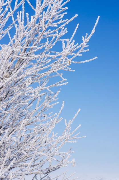 Natura innevata - Sfondo invernale