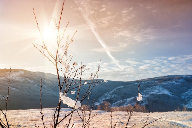Natura invernale al tramonto. Piante innevate sulla montagna. Bellissimo paesaggio invernale. Filtro vintage